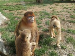 -大连森林动物园