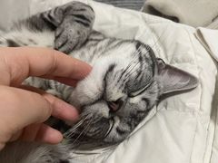 -猫大福·Fortune Cat猫舍(百子湾店)