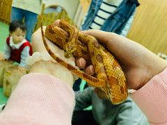 -藦茜花园宠物主题亲子互动体验馆(国顺东路店)