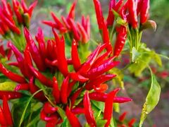 -郴州特产舜华临武鸭(郴州西站店)