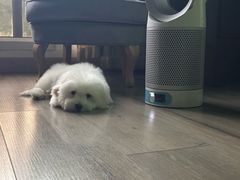 -momokira米努特·德文卷毛猫·棉花面纱犬
