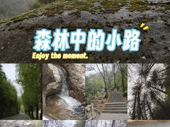 -王顺山国家森林公园