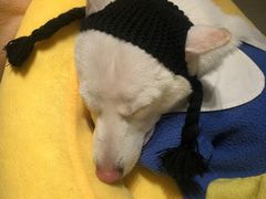 -逗柴咖啡屋·狗咖猫咖宠物桌游