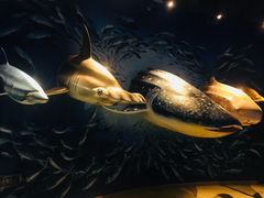 -烟台海昌鲸鲨海洋公园