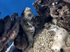 -烟台海昌鲸鲨海洋公园