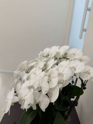 -G-SAGA形象设计