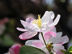 -海棠花溪(元大都城垣遗址公园)