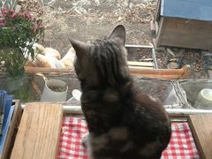 -海边的猫和咖啡馆