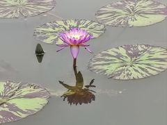 -荷花荡