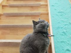 -猫在这儿猫咪咖啡馆·撸猫馆
