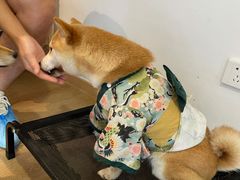 -南京Hallo宠物乐园·哈罗犬舍·柴犬繁育基地