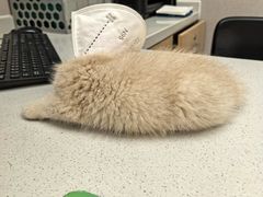 -瑞鹏宠物医院·骨科·猫科·内科(第一中心)