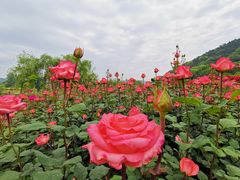 -龙寺生态园