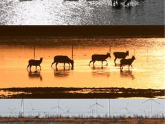 -黄海国家森林公园