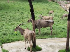 -深圳野生动物园