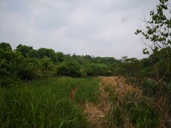 -素山寺森林公园