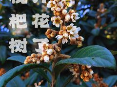 -嘉北郊野公园