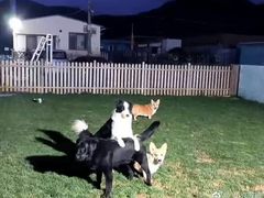 -趣玩宠物乐园寄养训犬训狗游泳池