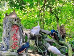 -野象谷景区
