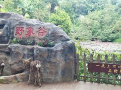 -野象谷景区