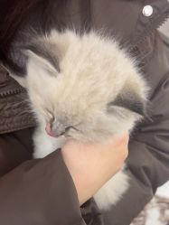 -金铂丽轻奢沙龙•直营
