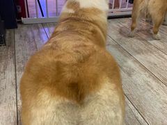 -百好乐宠物友好餐厅(朝外大街店)