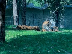 -北京野生动物园