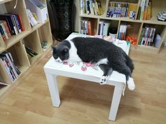 -猫音日语留学培训