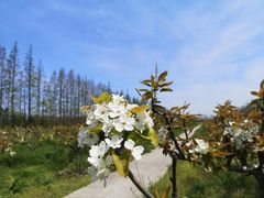 -上海长兴岛郊野公园