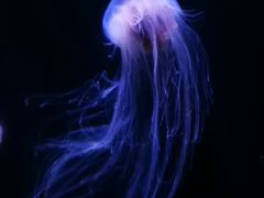 -青岛海底世界-水族馆