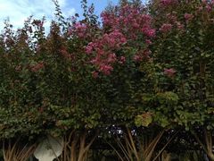 -武汉紫薇都市田园