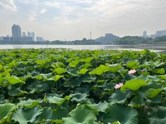 -月湖风景区