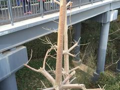 -金鸡山公园