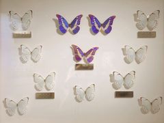 -上海昆虫博物馆