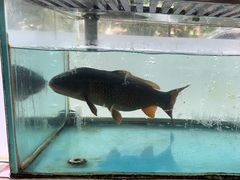 -金沙滩海鲜餐厅·海肠捞饭·手工水饺(梅江龙水园店)