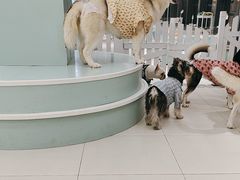 -怪兽屋·羊驼·猫咖·狗咖(俊华广场店)