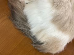 -Cappucimeow猫咪咖啡馆(韦伯时代店)
