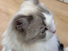 -有喵·猫咖·狗咖·30几只猫10只小狗(岗厦店)