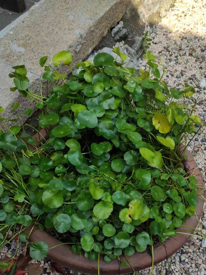 新场古镇张氏宅第-"来到新场古镇的新场大街271弄张宅,据说.