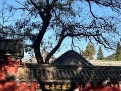 -少林寺欢喜地素斋馆