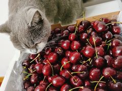 -上海龙吴水胜海发市场