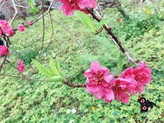 -广州市流溪河国家森林公园