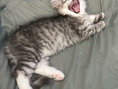 -中农国际动物医院24小时·猫科·骨科·急重症中心