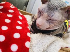 -猫小院猫主题咖啡厅(北锣店)