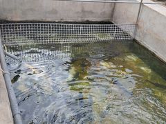 -北京龙庆四季香农家饭庄·灶台鱼·碳烤虹鳟鱼(龙庆峡店)