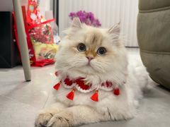 -关爱宠物医院·猫科中心·消化科(滨湖万达分院)