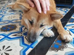 -more than meow吴止猫主题餐厅(承德 中船汇店)