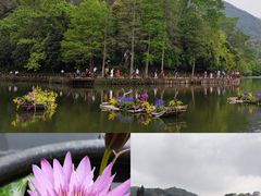 -深圳仙湖植物园