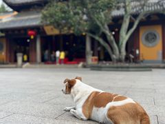 -龙华寺