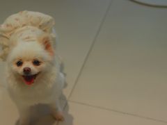 -怪兽屋·羊驼·猫咖·狗咖(俊华广场店)